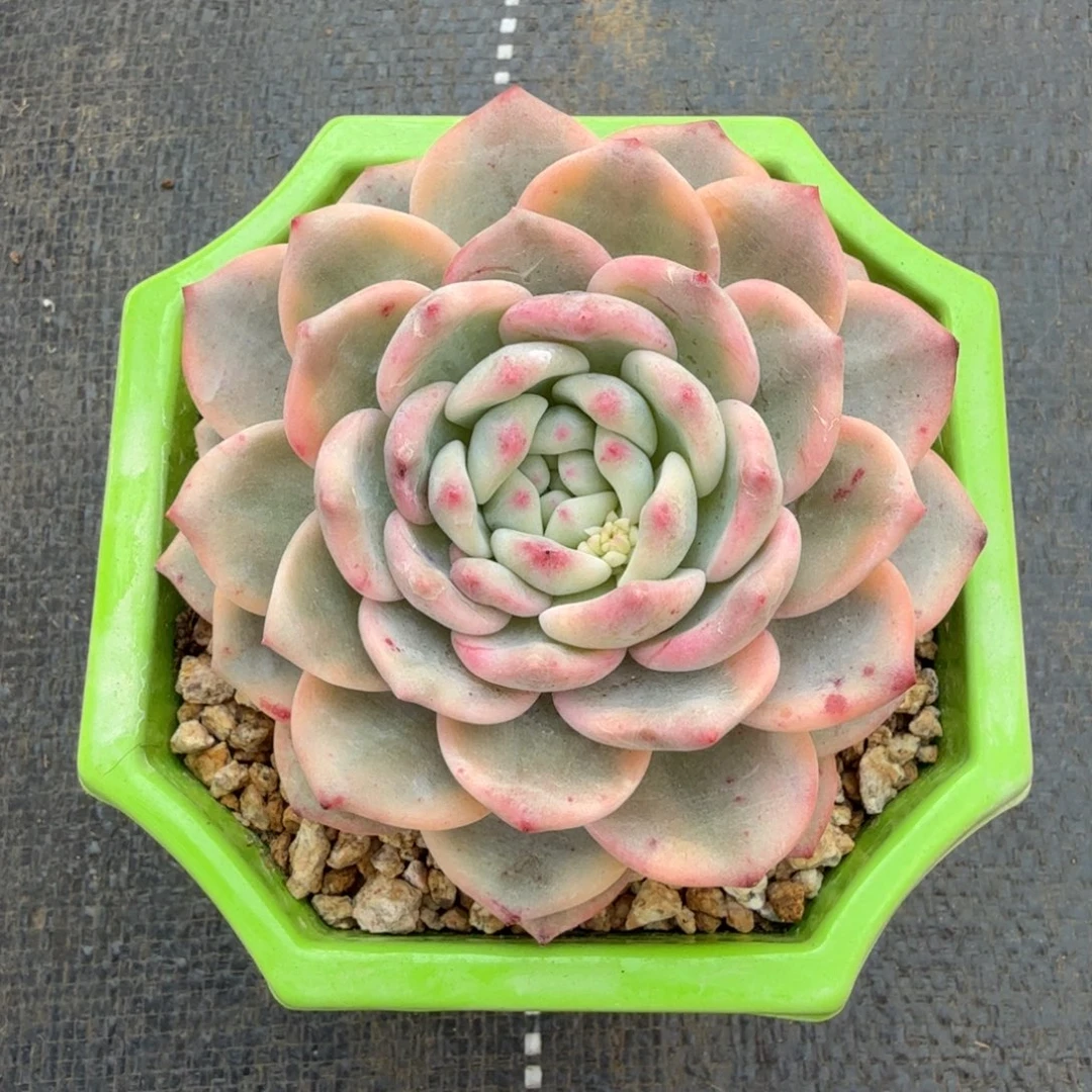 艾丽尔锦锦上园艺一物一拍