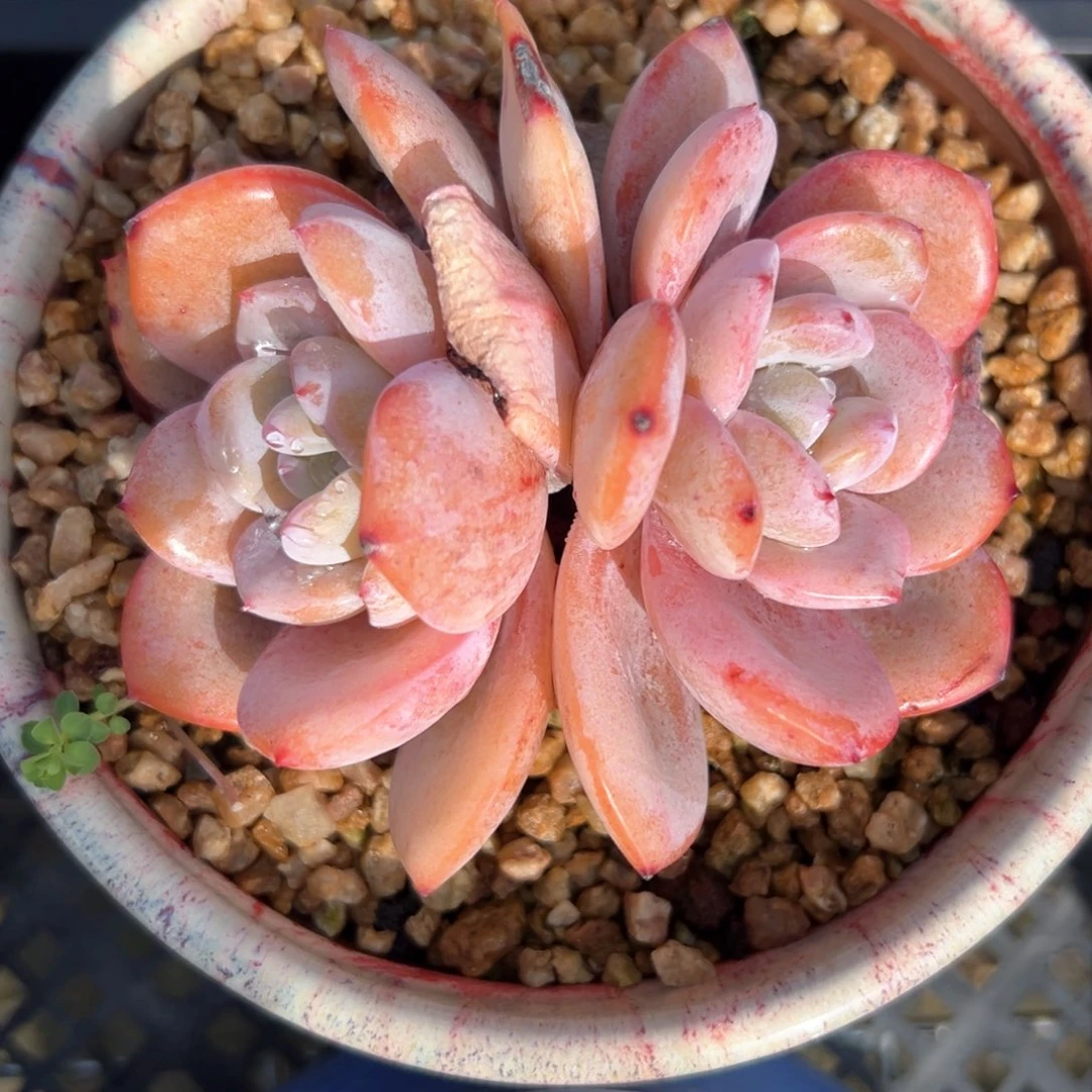 奶茶（满38包邮）多肉