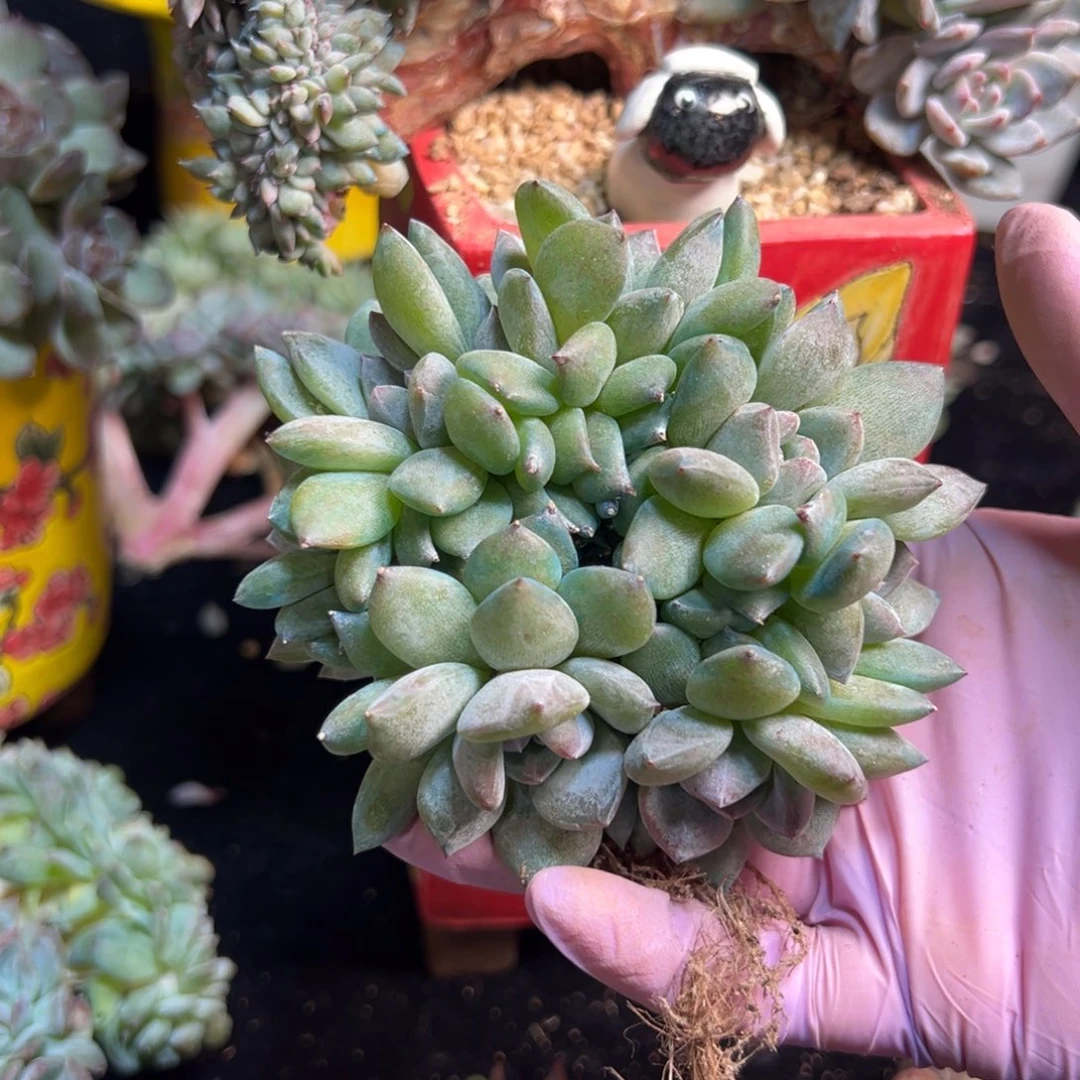 绿底星影 新年快乐 新年快乐