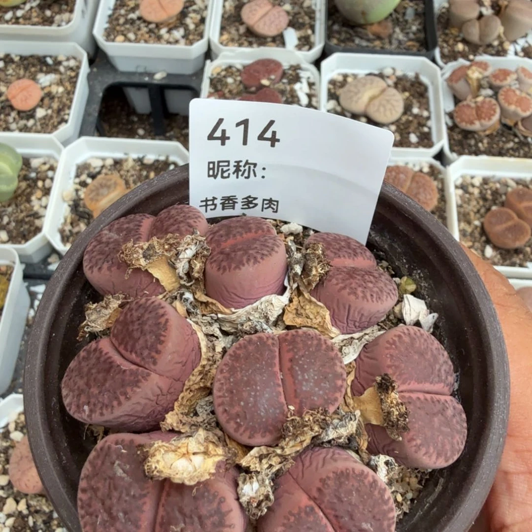 小***哥多肉植物多肉植物