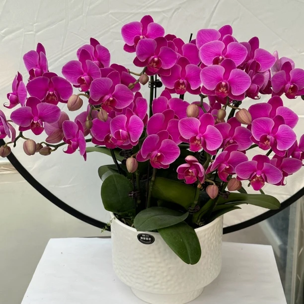 兰馨【福星高照】蝴蝶兰 室内花卉 花期长适合 送礼，乔迁，开业