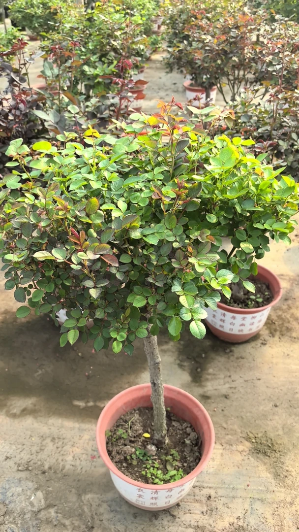 精品老桩月季树月庭院观赏玫瑰花阳台盆栽果树苗各种各样的果树苗