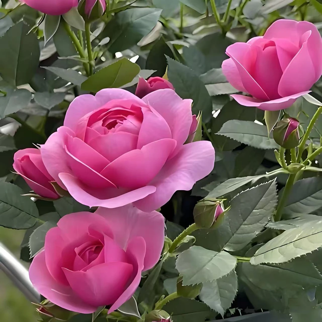 【淑女】月季大花浓香四季开花植物庭院玫瑰室内盆栽玫瑰花多分支