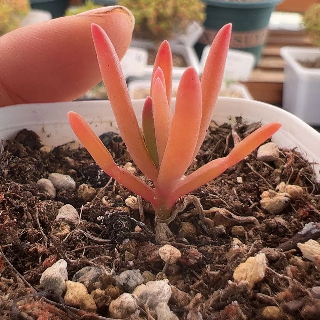 1063号实生冰花锦1.3多肉