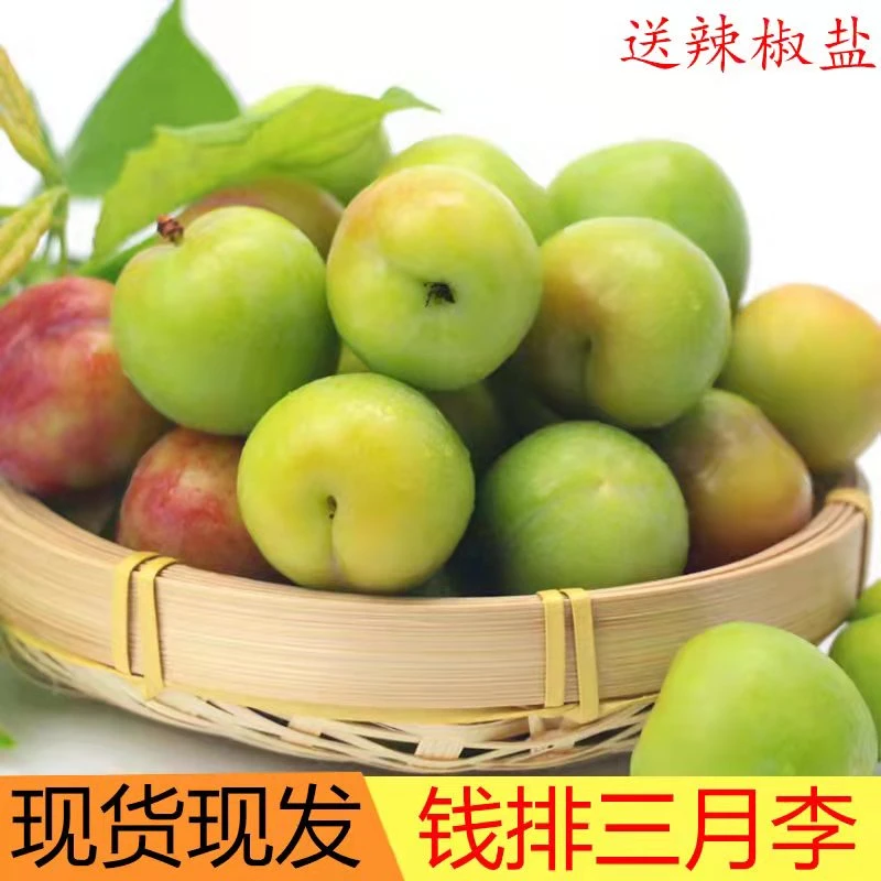 【正宗】广东钱排三月李新鲜现摘现发当季水果酸甜可口孕妇爱吃酸
