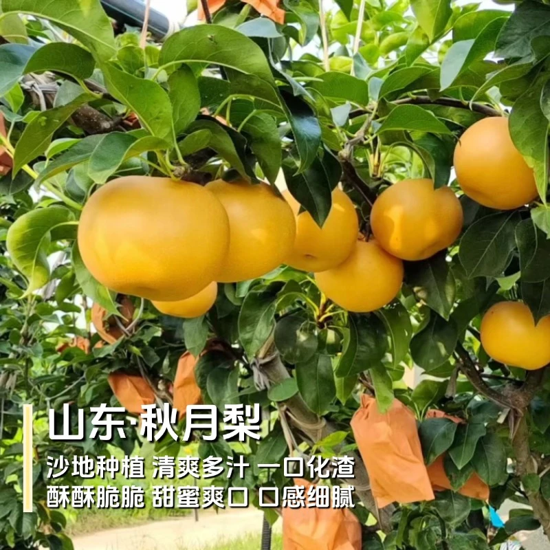 [京东快递]桉桉妈山东秋月梨