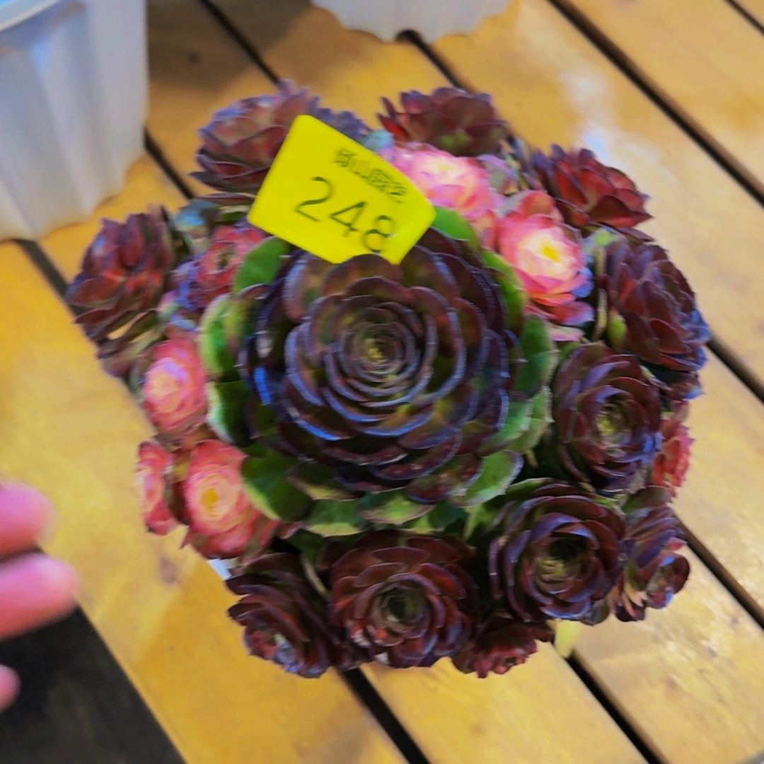 听***风248号多肉海王七彩