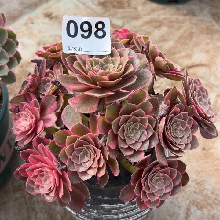 098黑魔锦17厘米左右半木质