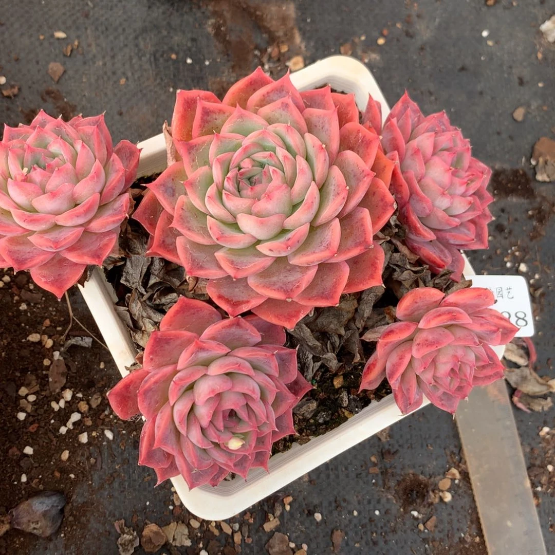 1628不包整散掉头特价