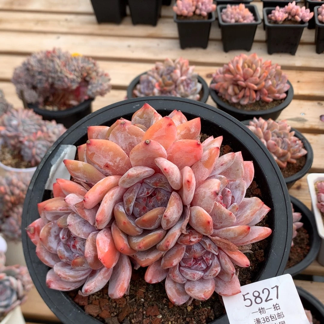 13.8厘米五头溏心雪天使 无砍 5827