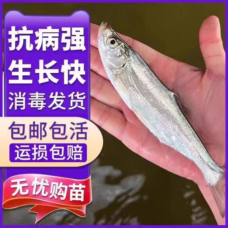 【正品】观赏翘嘴米级翘嘴红鲌路亚垂钓鱼【顺丰】活体发货包邮包活