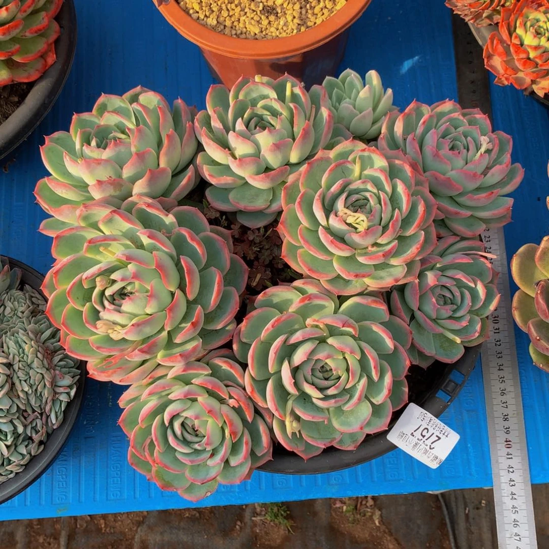 新*2757侧影多肉