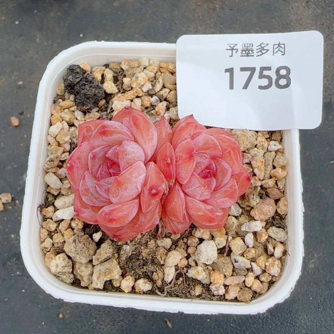 云岚，1758多肉植物