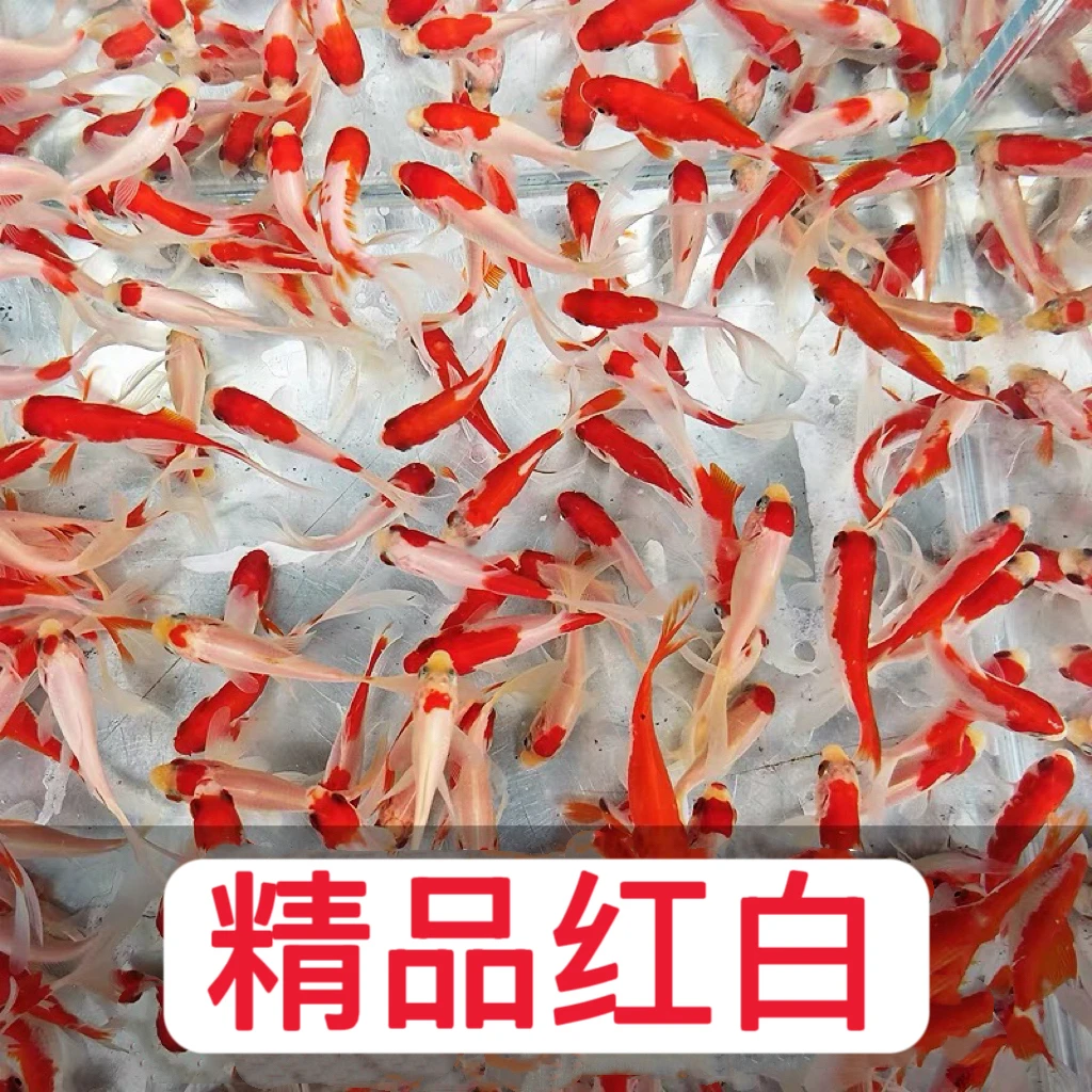 13条樱花长尾红白金鱼 锦鲫类冷水观赏鱼好养 可混养