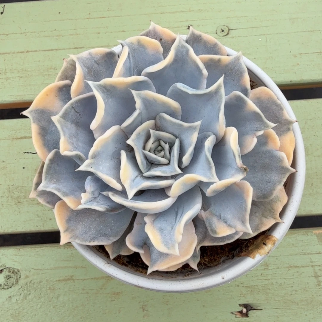 丽娜莲姐锦上园艺一物一拍