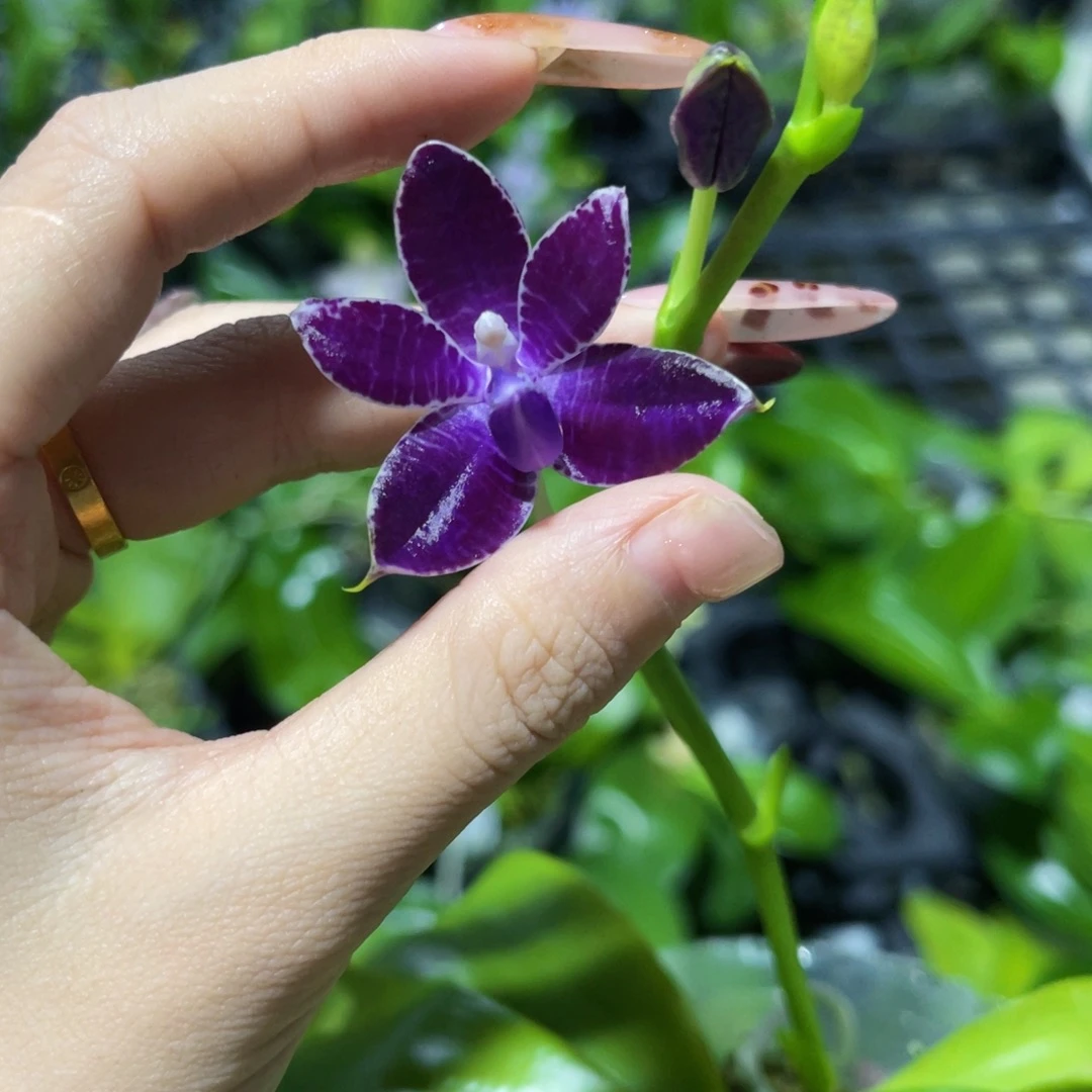 无花朵蝴蝶兰原生柳林3585