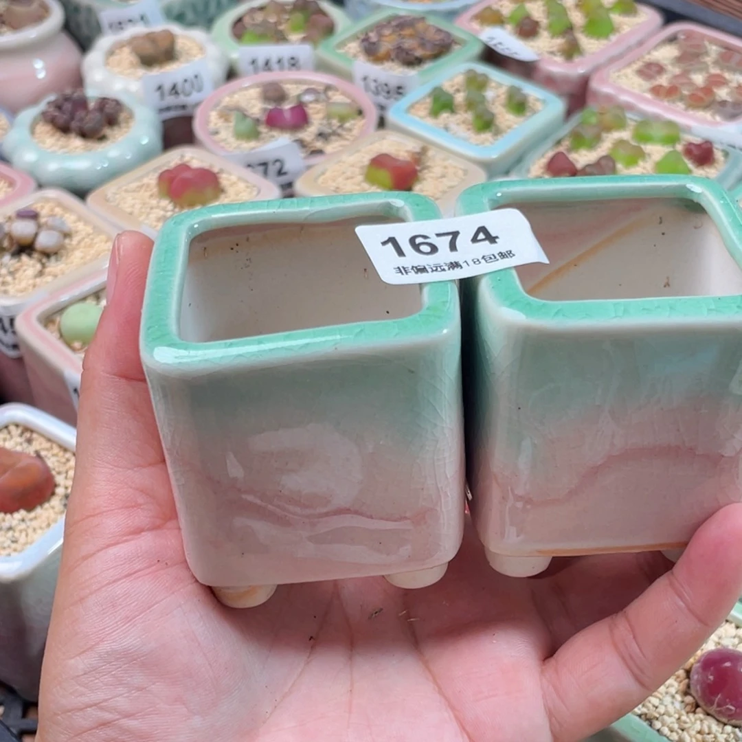 大***圆无花朵1674-一物一拍 带盆