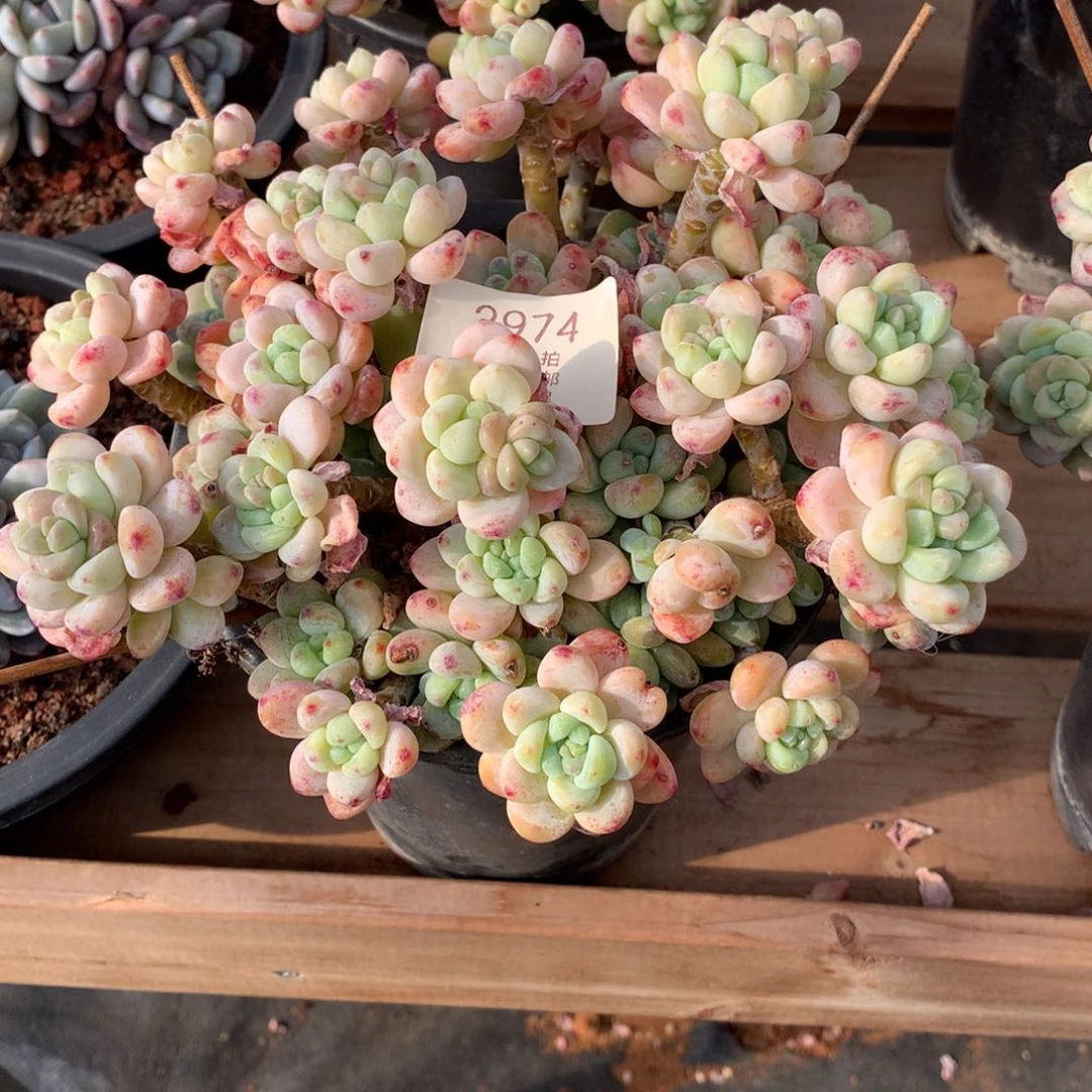 20群生罗琦多肉2974