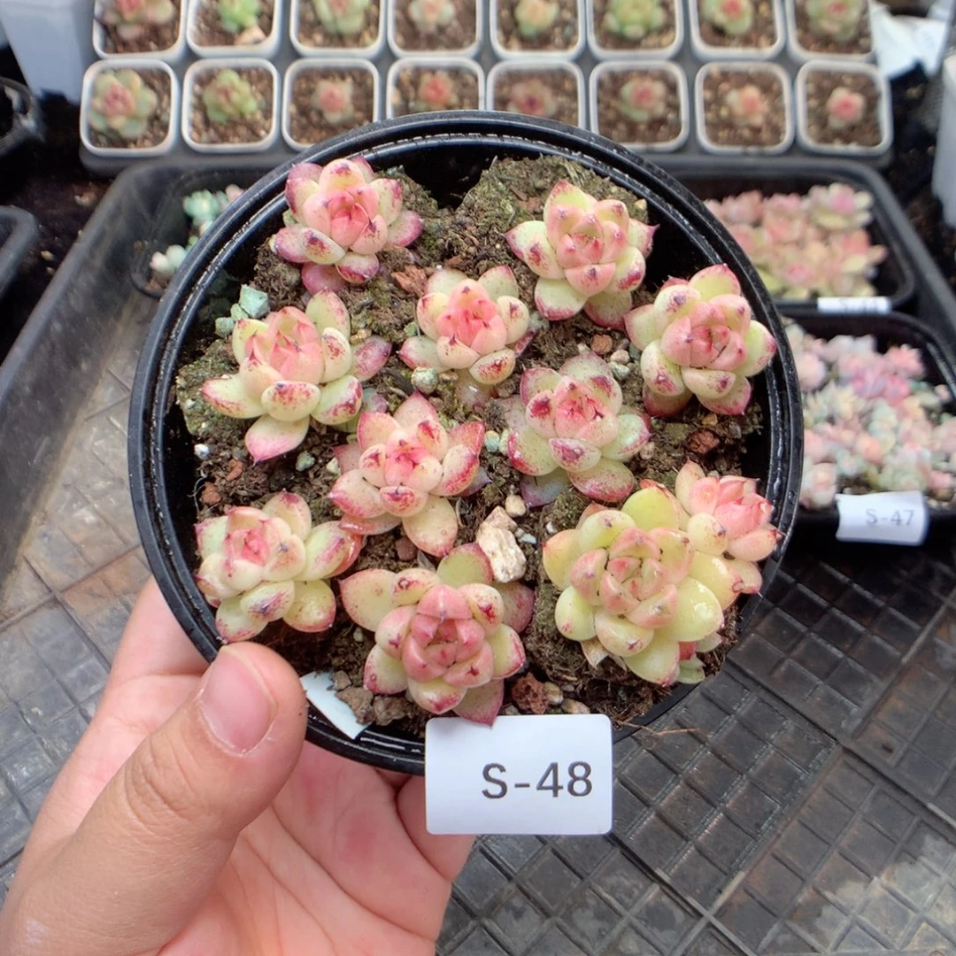 无花朵S48英语英语一天