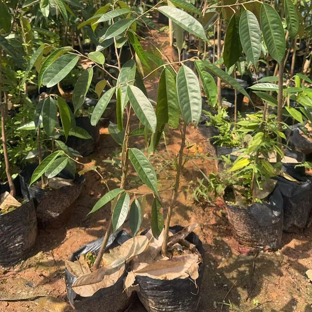 金枕榴莲树苗，80公分左右