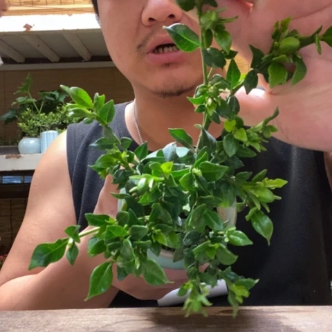 红陶西****芙一物一拍所见即所得35