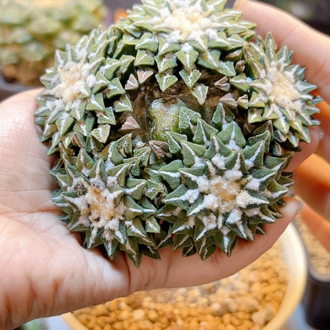 晚9号苗接黑牡丹5头无根9.8公分