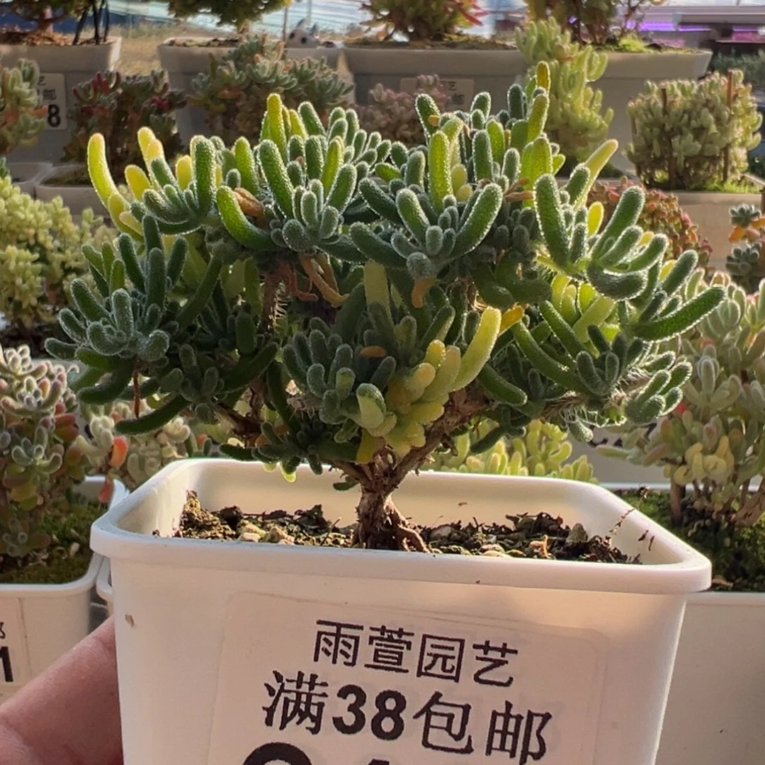 14-412枝干番杏多肉荧光兔阴阳锦