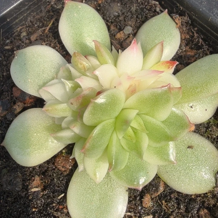 黑水晶锦腹欧你锦群生