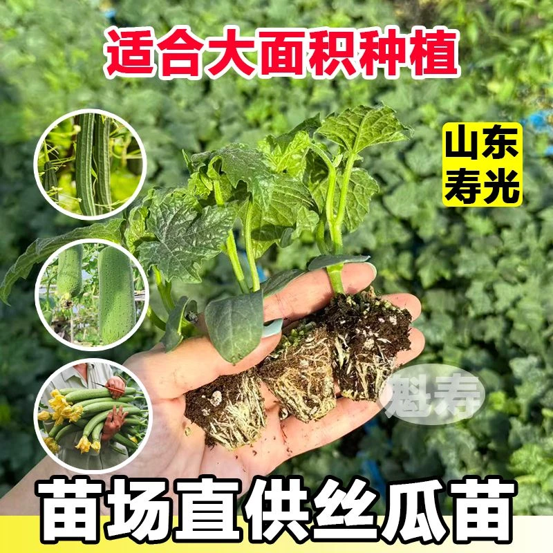 丝瓜苗早熟肉丝瓜苗长香丝瓜清香丝瓜苗阳台家庭院盆栽蔬菜丝瓜苗