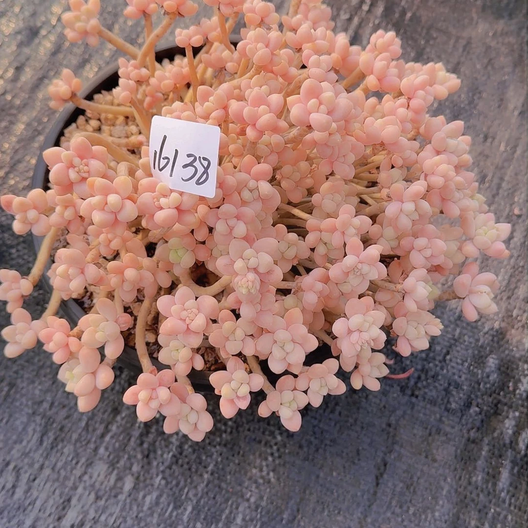 军*16138奶酪蛋糕多肉植物