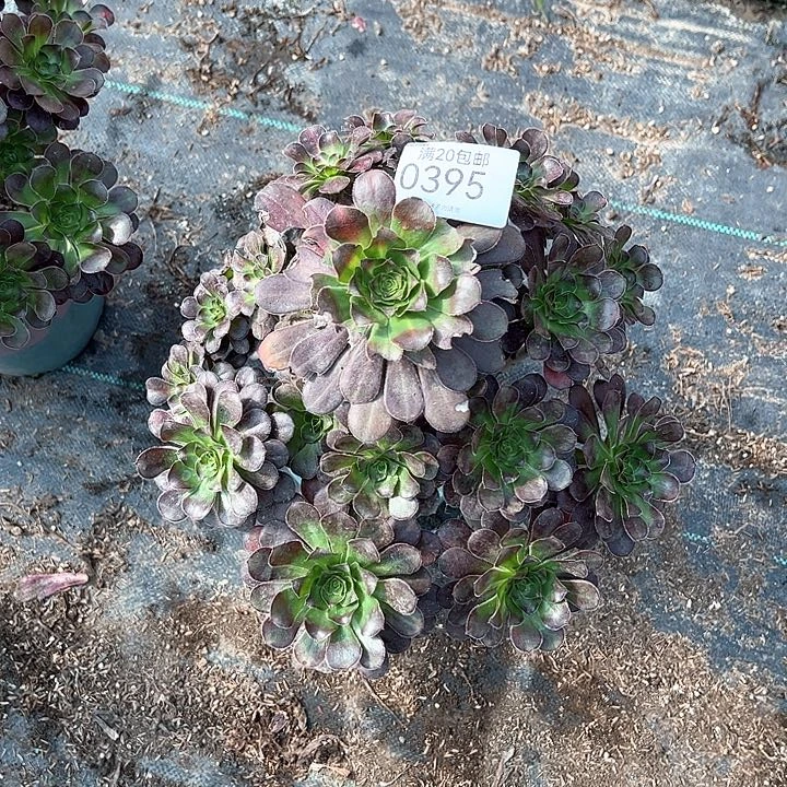 思***人0395晚霞多肉植物
