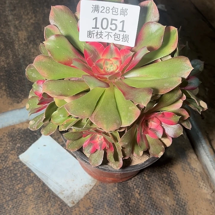 1051香妃多肉植物