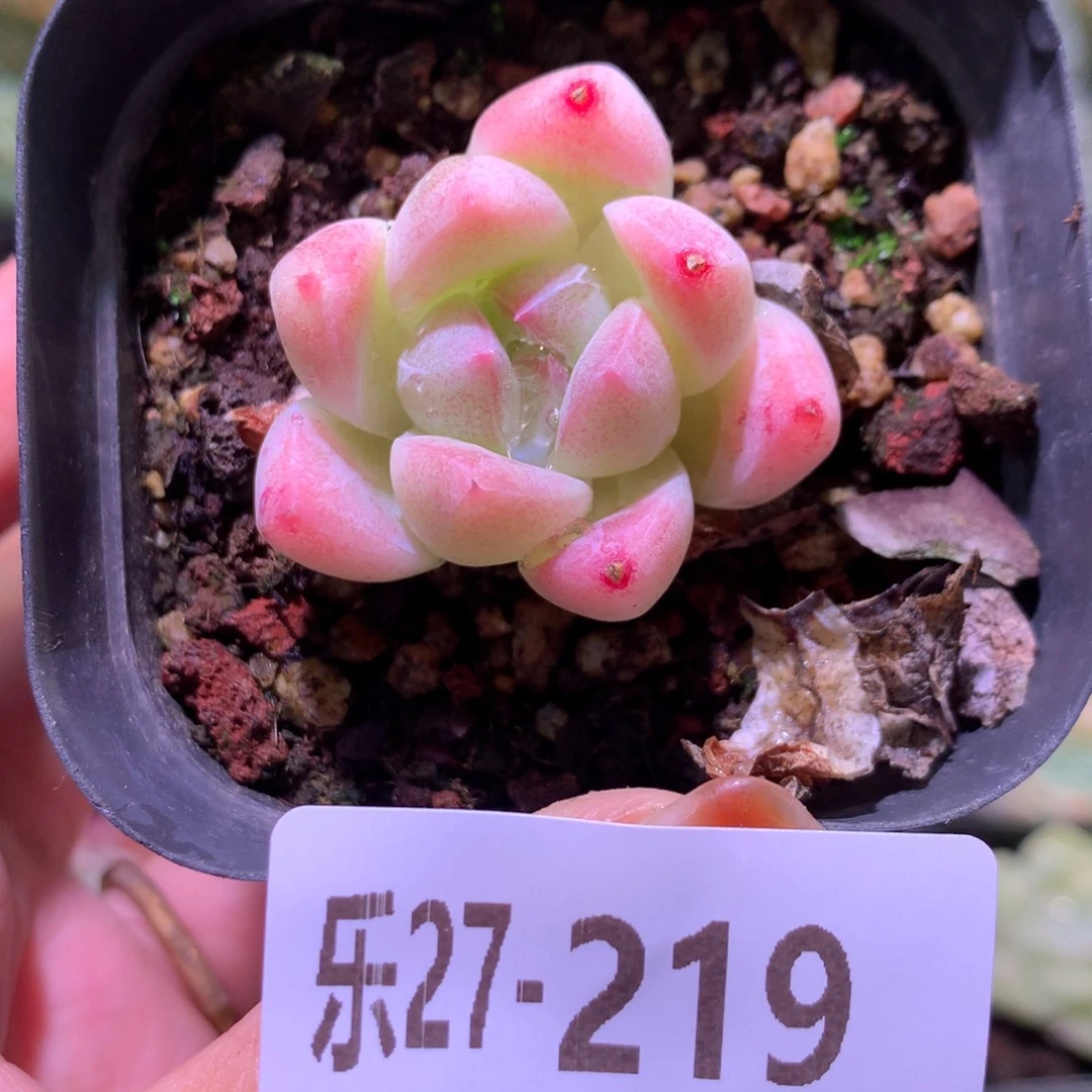 乐然27-219 阿月拉冰山