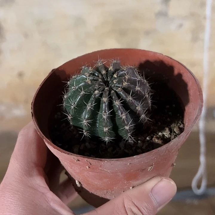 073仙人球，5cm自根