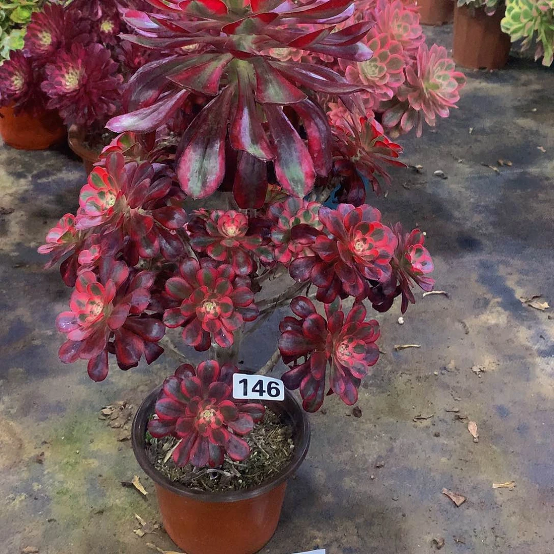 豆**爸146花888888888888