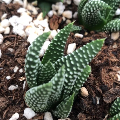 秋天星硬叶多肉植物