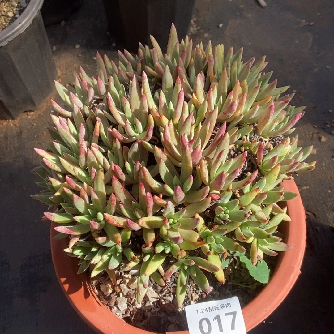 017多肉植物啦啦啦