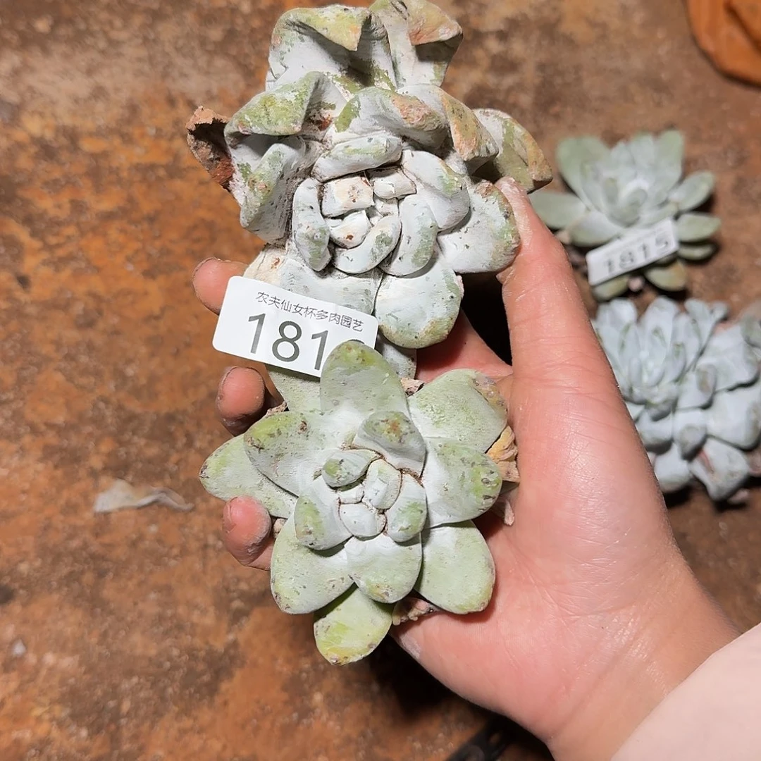 3代杂交仙女杯多肉福利瑕疵处理