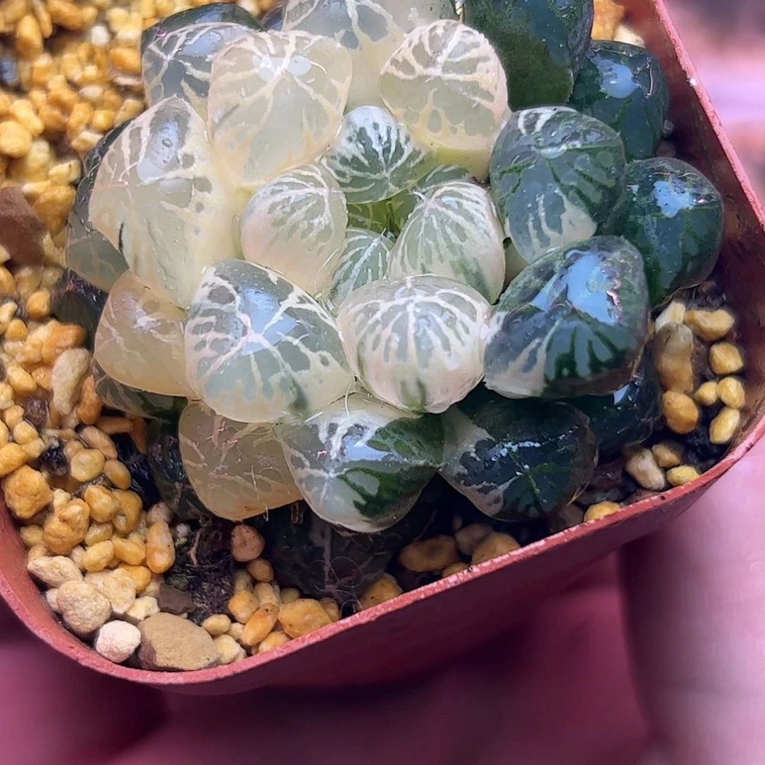 糊斑塑料皮锦十二卷多肉
