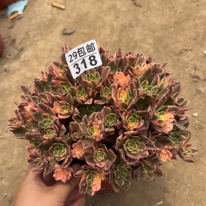 甜茶……多肉植物……
