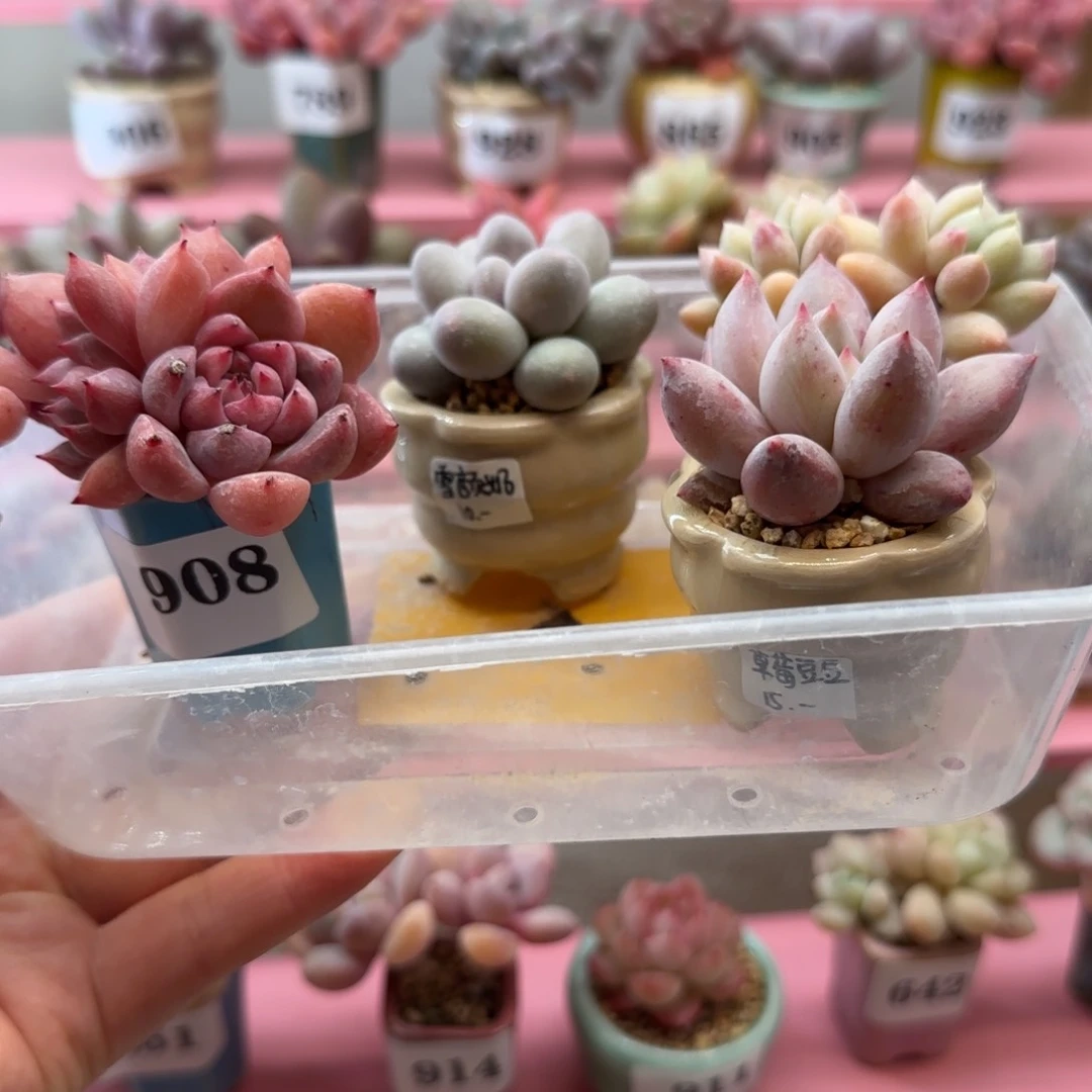 L****专拍带盆土发货，满38包邮非偏远。