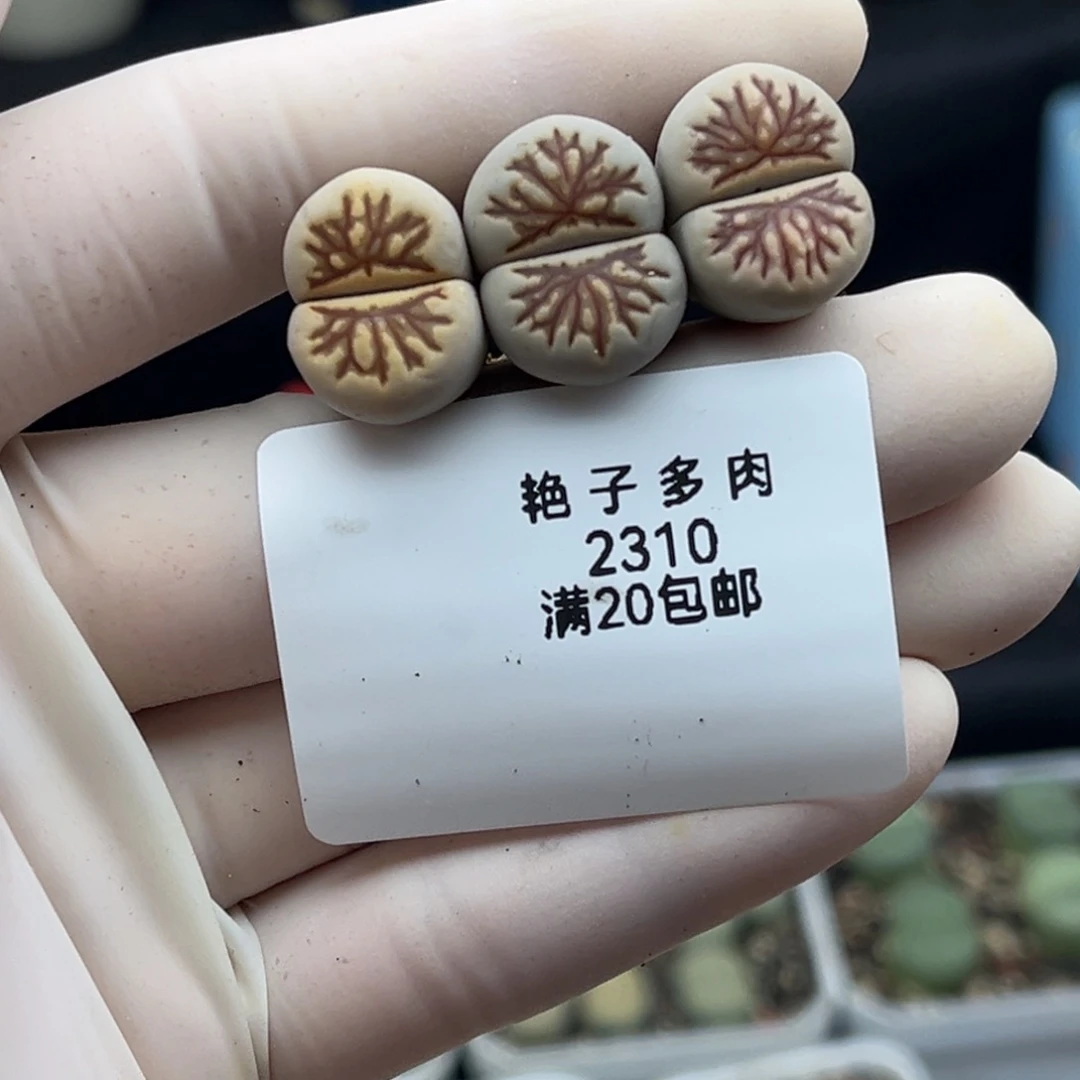 2310号三颗化石发货