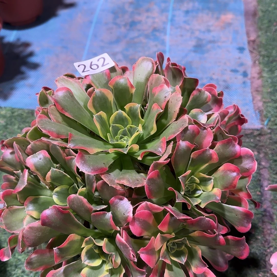 多肉植物法师特斯拉262