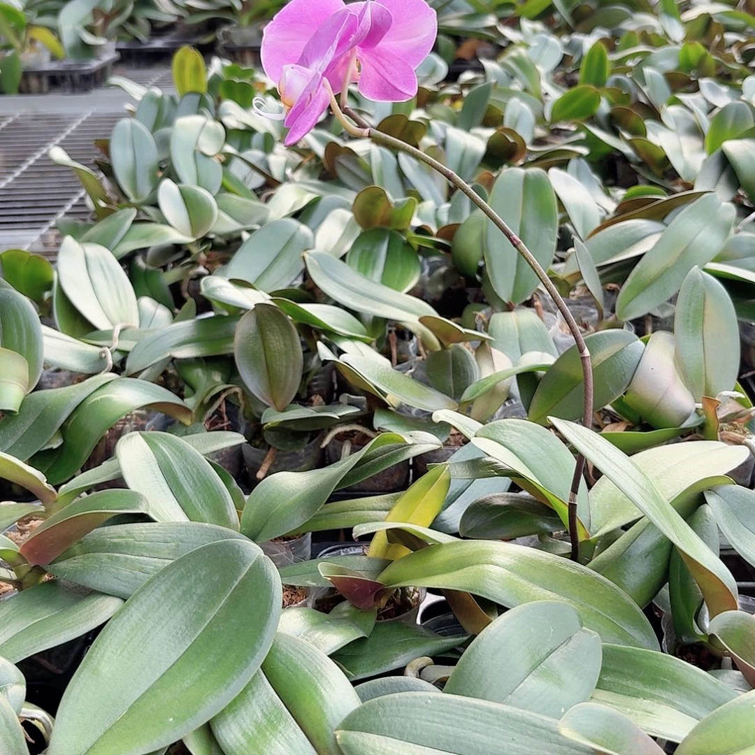 无花朵大花系列小苗子4颗1.7杯