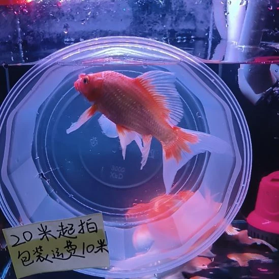 海水鱼福利一箱蝴蝶鲤大鳍大尾