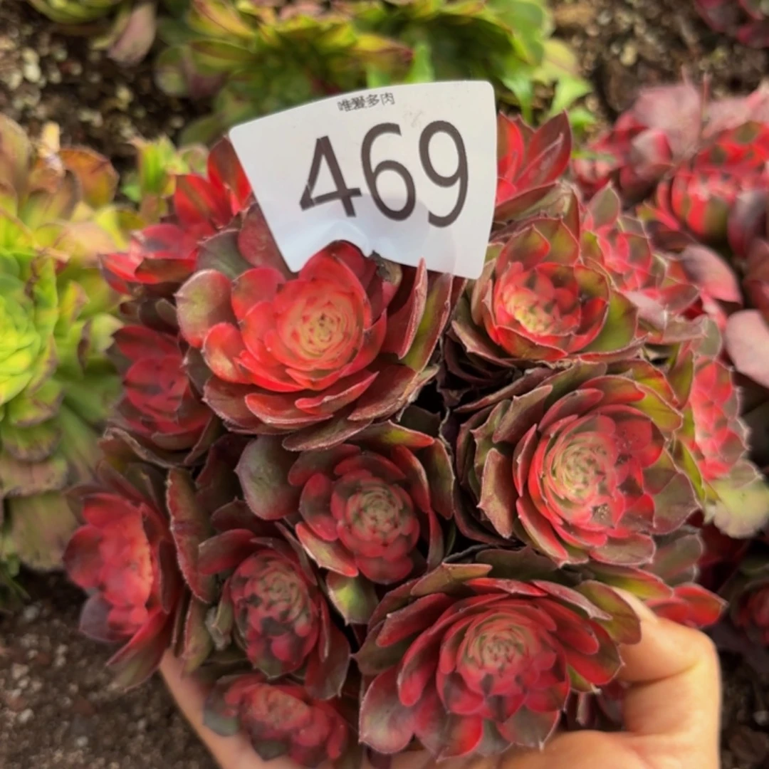 哈哈多肉葡萄福利469