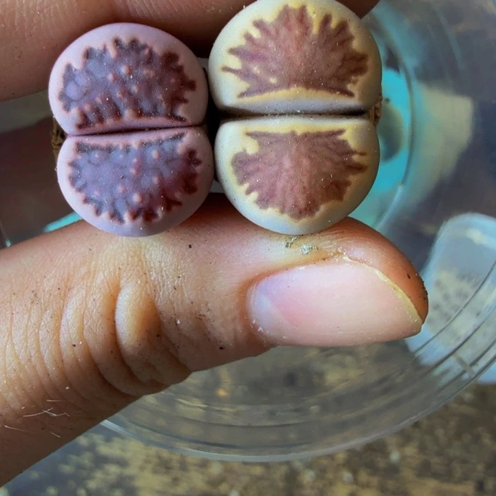 又***開多肉植物的生长发育和生长66