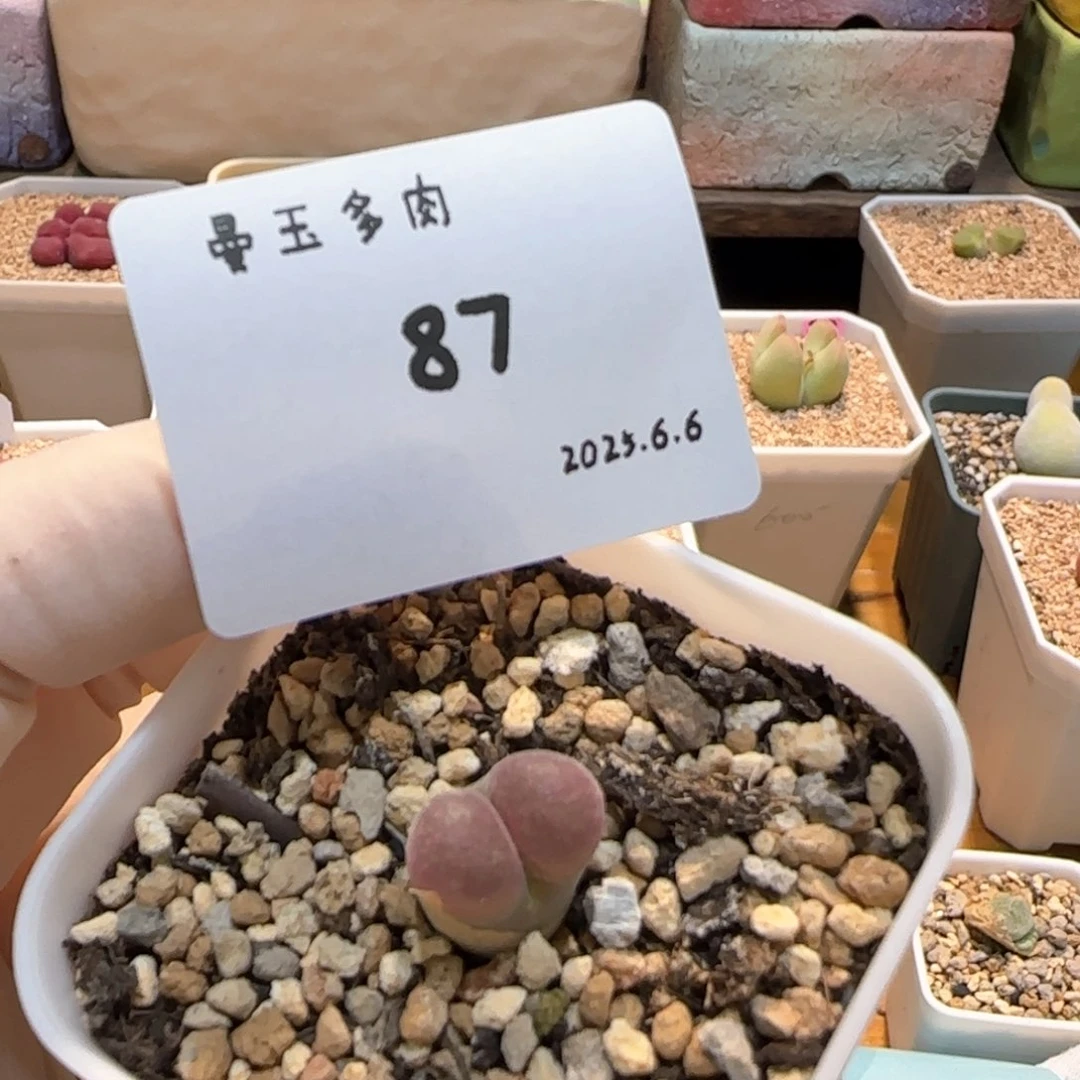 惠*多肉多肉多肉6.6-087