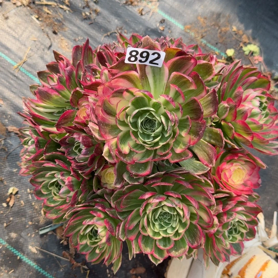 892海王多肉植物