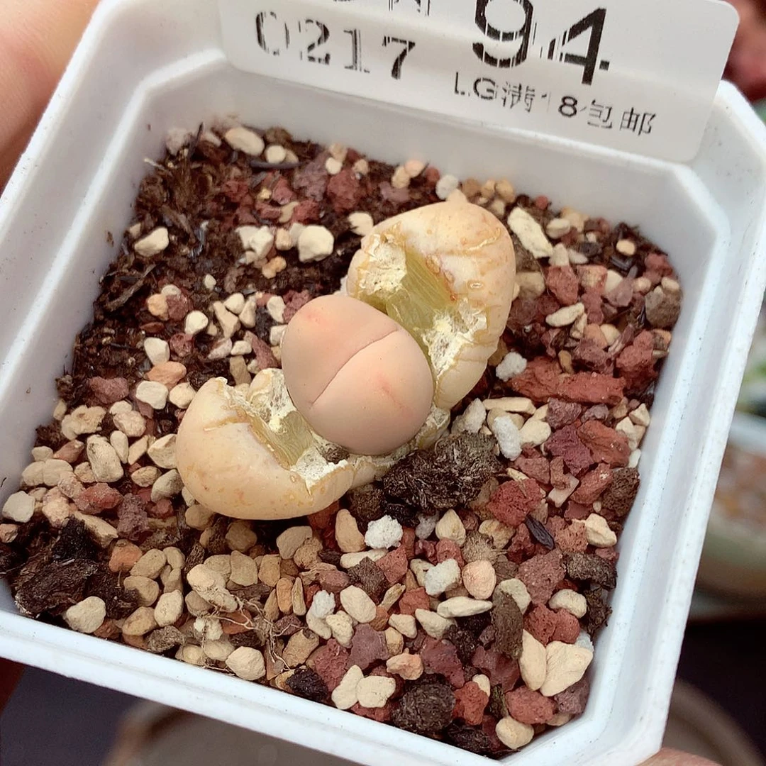 郎哥多肉生石花，17-94